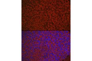 Immunofluorescence (IF) image for anti-Aquaporin 4 (AQP4) (AA 244-323) antibody (ABIN3016921)