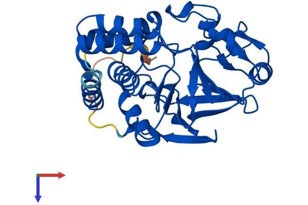 PPP2CA Protein (AA 1-309) (His tag)