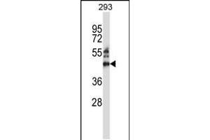 Western blot analysis in 293 cell line lysates (35ug/lane). (ZNF660 Antikörper  (C-Term))