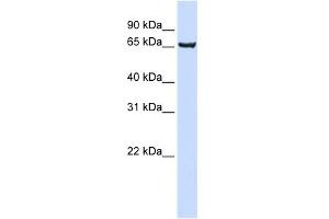 WB Suggested Anti-SOX13 Antibody Titration: 0. (SOX13 Antikörper  (Middle Region))