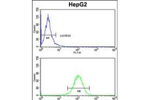 Flow cytometry analysis of HepG2 cells (bottom histogram) compared to a negative control cell (top histogram). (HOMER1 Antikörper  (N-Term))