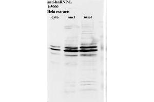 Western blot for anti-hnRNP-L on HeLa cell extracts (HNRNPL Antikörper)
