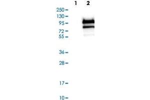 Western Blot analysis of Lane 1: negative control (vector only transfected HEK293T cell lysate) and Lane 2: over-expression lysate (co-expressed with a C-terminal myc-DDK tag in mammalian HEK293T cells) with FOXP4 polyclonal antibody .