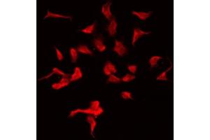ABIN6275426 staining HeLa by IF/ICC. (MOV10L1 Antikörper  (Internal Region))