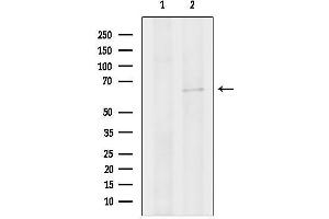 anti-Cell Division Cycle 45 Homolog (S. Cerevisiae) (CDC45) (C-Term) antibody