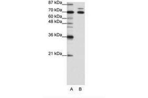 Image no. 1 for anti-Tripartite Motif Containing 16 (TRIM16) (N-Term) antibody (ABIN203210) (TRIM16 Antikörper  (N-Term))