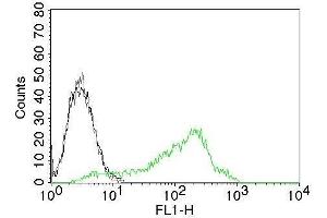 Flow Cytometry of Human Nucleolin Ag on 293T cells. (Nucleolin Antikörper)