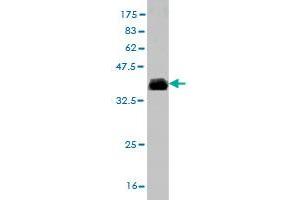 Western Blotting (WB) image for anti-Tetraspanin 32 (TSPAN32) (AA 194-290) antibody (ABIN564356)