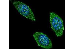 Immunofluorescence (IF) image for anti-Colony Stimulating Factor 2 (Granulocyte-Macrophage) (CSF2) (AA 62-89), (Middle Region) antibody (ABIN952558)