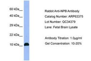 Image no. 1 for anti-Neuropeptide B (NPB) (AA 64-113) antibody (ABIN6749977) (Neuropeptide B Antikörper  (AA 64-113))