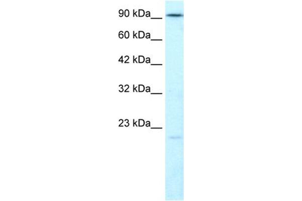 LIG4 Antikörper  (N-Term)