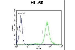 T131L Antibody (C-term) (ABIN651155 and ABIN2840102) flow cytometric analysis of HL-60 cells (right histogram) compared to a negative control cell (left histogram).