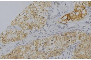 ABIN6277563 at 1/100 staining Human uterus tissue by IHC-P. (CFP Antikörper  (Internal Region))