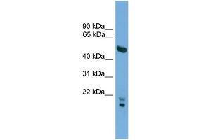 WB Suggested Anti-OMG  Antibody Titration: 0. (OMG Antikörper  (N-Term))
