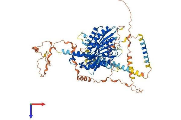 KIF12 Protein (AA 1-642) (His tag)
