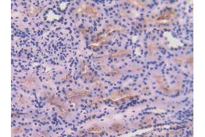 IHC-P analysis of Human Kidney Tissue, with DAB staining. (Angiotensin I Converting Enzyme 1 Antikörper  (AA 814-1071))