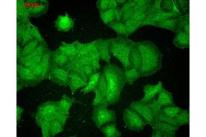 Immunocytochemistry/Immunofluorescence analysis using Mouse Anti-PSD95 Monoclonal Antibody, Clone 7E3 . (DLG4 Antikörper  (Atto 390))