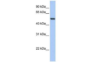 WB Suggested Anti-GSR Antibody Titration: 0. (Glutathione Reductase Antikörper  (N-Term))