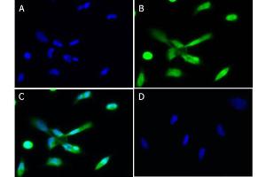 Immunofluorescence of Chicken Anti-PLK1 Antibody Immunofluorescence of Chicken Anti-PLK1 Antibody. (PLK1 Antikörper)