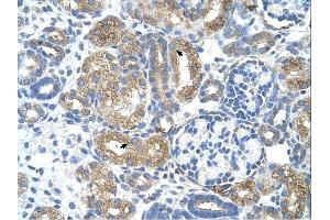 Cobl-Like 1 antibody was used for immunohistochemistry at a concentration of 4-8 ug/ml. (COBLL1 Antikörper  (N-Term))