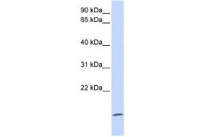 ZG16 antibody used at 1 ug/ml to detect target protein. (ZG16 Antikörper  (Middle Region))