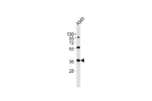 Anti-CTSL Antibody (N-Term)at 1:2000 dilution + A549 whole cell lysates Lysates/proteins at 20 μg per lane. (Cathepsin L Antikörper  (AA 97-129))