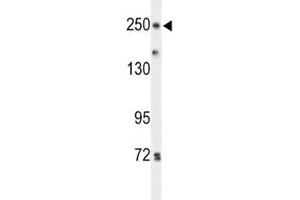 Western blot analysis of PTPRD antibody and HeLa lysate. (PTPRD Antikörper  (AA 343-371))