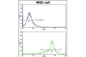 Flow cytometric analysis of widr cells using IGFBP6 Antibody (C-term)(bottom histogram) compared to a negative control cell (top histogram)FITC-conjugated goat-anti-rabbit secondary antibodies were used for the analysis. (IGFBP6 Antikörper  (C-Term))