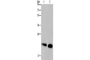 Western Blotting (WB) image for anti-NADH Dehydrogenase (Ubiquinone) Fe-S Protein 4, 18kDa (NADH-Coenzyme Q Reductase) (NDUFS4) antibody (ABIN2423868) (NDUFS4 Antikörper)