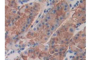 DAB staining on IHC-P; Samples: Human Stomach Tissue (FBLN4 Antikörper  (AA 26-443))