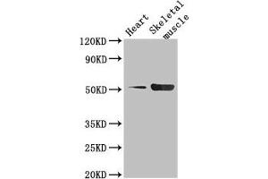 Western Blot Positive WB detected in: Mouse heart tissue, Mouse skeletal muscle tissue All lanes: TPH1 antibody at 2. (Tryptophan Hydroxylase 1 Antikörper  (AA 257-405))