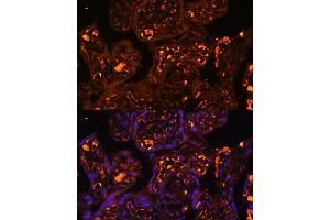 Immunofluorescence analysis of human placenta using L antibody  at dilution of 1:100. (LAIR2 Antikörper  (AA 22-120))