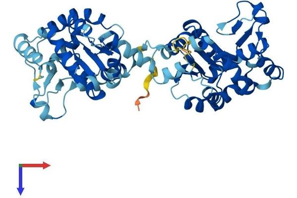 AK8 Protein (AA 1-479) (His tag)