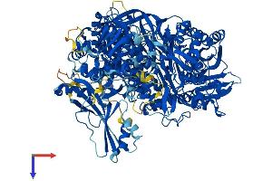 PFAS Protein (AA 1-1338) (His tag)