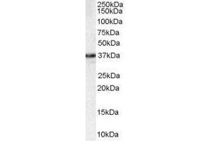 ABIN2563915 staining (1µg/ml) of HEK293 lysate (RIPA buffer, 35µg total protein per lane). (MPG Antikörper  (C-Term))