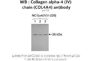 Image no. 1 for anti-Collagen, Type IV, alpha 4 (Col4A4) (C-Term) antibody (ABIN375283) (Col4a4 Antikörper  (C-Term))