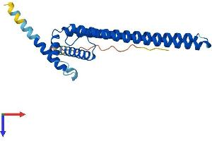DGCR6L Protein (AA 1-220) (His tag)