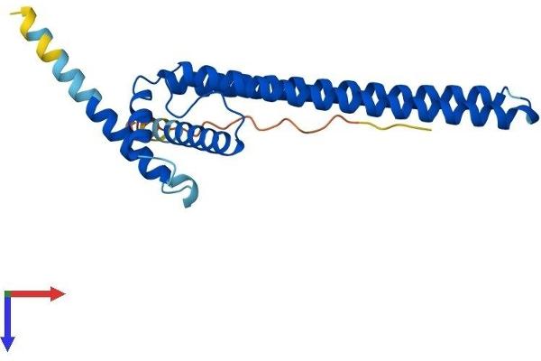 DGCR6L Protein (AA 1-220) (His tag)