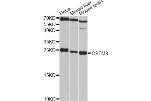 Western blot analysis of extracts of various cell lines, using GSTM3 antibody (ABIN1872914) at 1:3000 dilution. (GSTM3 Antikörper)