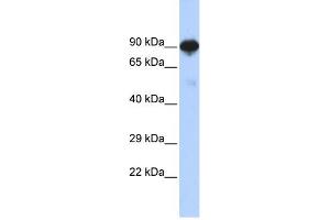 WB Suggested Anti-RFX4 Antibody Titration:  0. (RFX4 Antikörper  (N-Term))