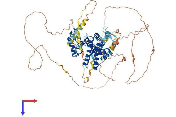 NR1D1 Protein (AA 1-614) (His tag)