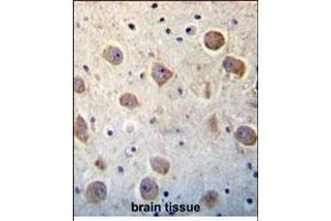 UTS2 Antibody (N-term) (ABIN392523 and ABIN2842080) immunohistochemistry analysis in formalin fixed and paraffin embedded human brain tissue followed by peroxidase conjugation of the secondary antibody and DAB staining. (Urotensin 2 Antikörper  (N-Term))