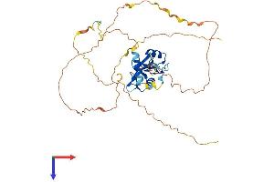 SH2D2A Protein (AA 1-374) (His tag)