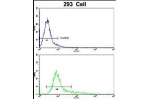 Flow cytometric analysis of 293 cells using TIEG2 Antibody (N-term)(bottom histogram) compared to a negative control cell (top histogram). (KLF11 Antikörper  (N-Term))