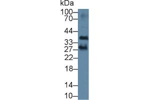 Western Blot; Sample: Mouse Liver lysate; Primary Ab: 1µg/ml Rabbit Anti-Human PSMG2 Antibody Second Ab: 0.