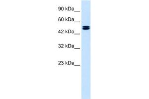 WB Suggested Anti-CLCN6 Antibody Titration:  1. (CLCN6 Antikörper  (C-Term))