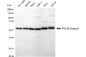 Western blotting analysis using P70 S6 Kinase beta antibody (ABIN7800226). (Rekombinanter RPS6KB2 Antikörper)