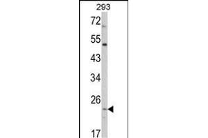 Western blot analysis of ATP5O Antibody (N-term) (ABIN652503 and ABIN2842338) in 293 cell line lysates (35 μg/lane).