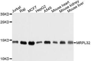 Western blot analysis of extracts of various cell lines, using MRPL32 antibody (ABIN6003723) at 1/1000 dilution. (MRPL32 Antikörper)