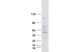 Validation with Western Blot (PSMD14 Protein (Myc-DYKDDDDK Tag))